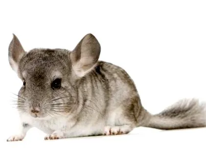 csincsilla