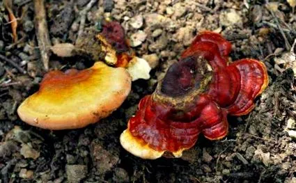 Ganoderma lucidum
