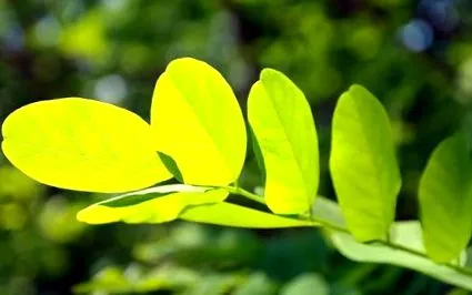 переваги herbes