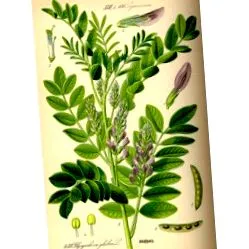glabra glabra