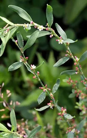 aviculare
