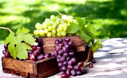 resveratrol