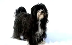 tibetan