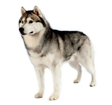 siberian