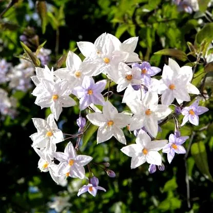 solanum
