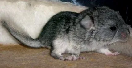 Bună ziua