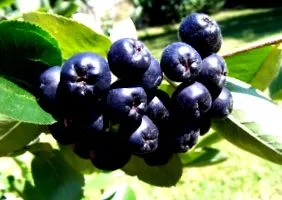 aronia természetes