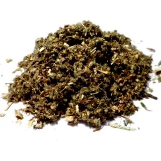 artemisia artemisia
