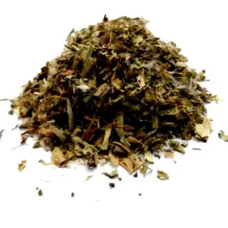taraxacum