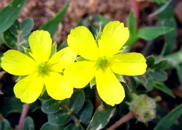 terrestris