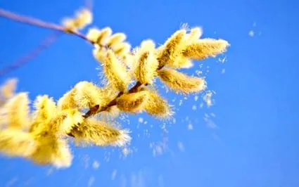 allergén