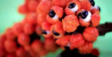 guarana növény