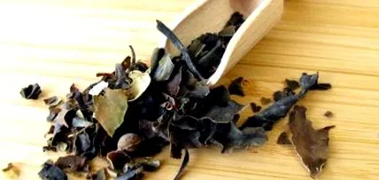 fucus fucus