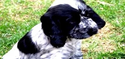 cocker