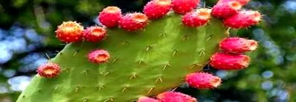 nopal