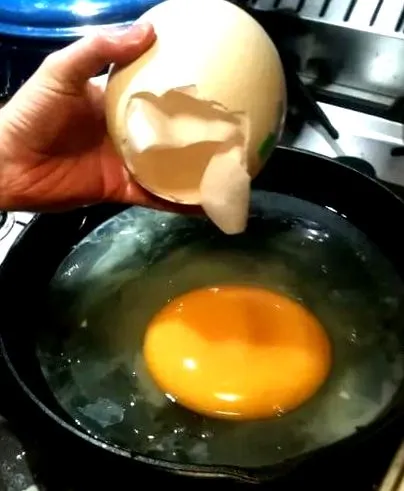 яйця