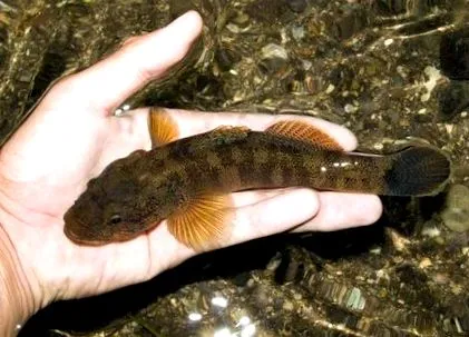 gobiidae