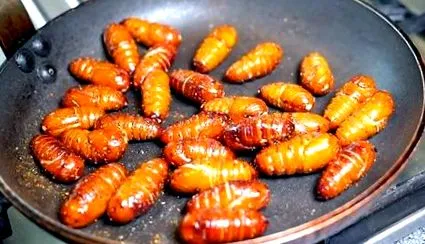 selyemhernyó