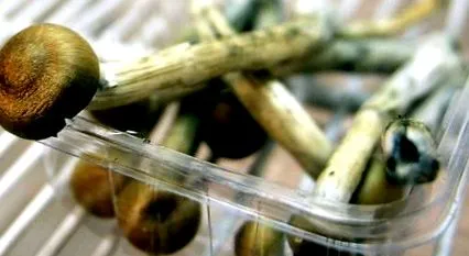 hallucinogén