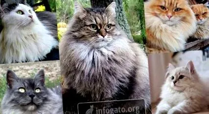 гигантската