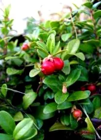 lingonberry