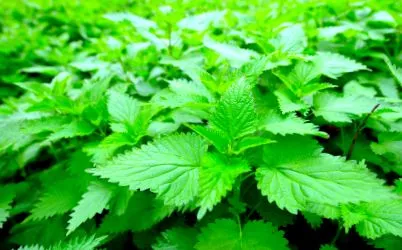 plantă