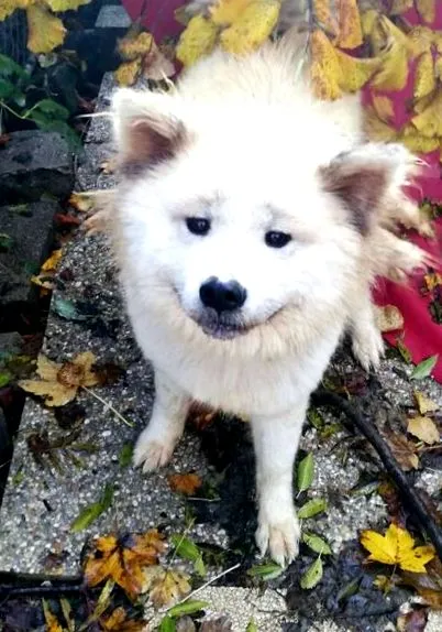 akita