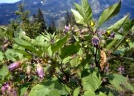 homeopátia belladonna