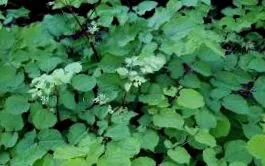 racemosa