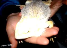 tanácsra bahamut