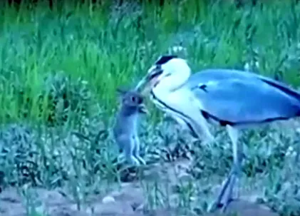лисиця