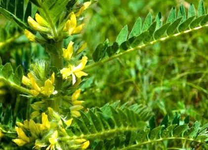 igazi astragalus