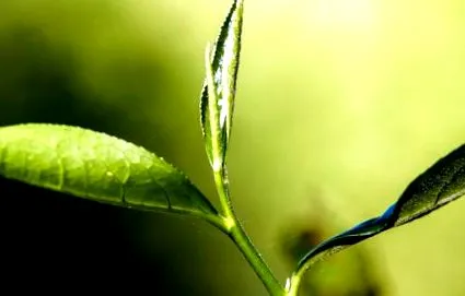 antioxidáns