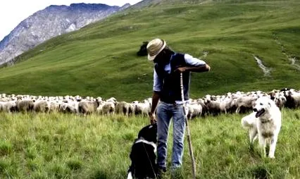 shepherd