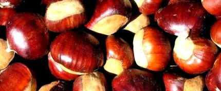 egyesület