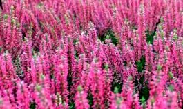 calluna