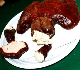 gyógygomba