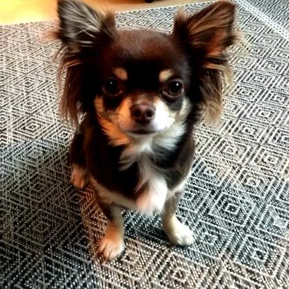 monchiwawa