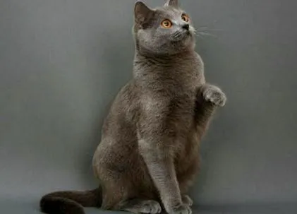 chartreux