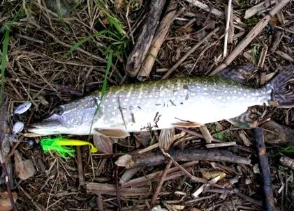 rákkal