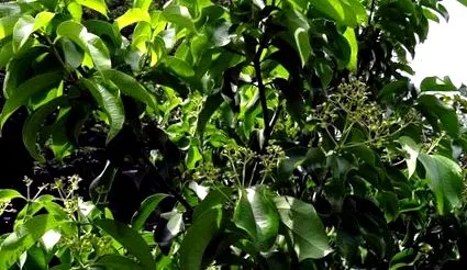 cinnamomum