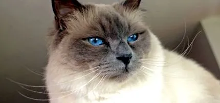 ragdoll ragdoll
