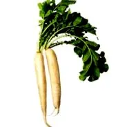 daikon