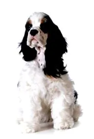 spaniel