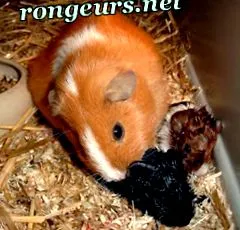 tengerimalac