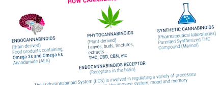 királyi kannabisz