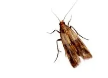 rovarok