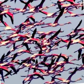 kislemez Deftones