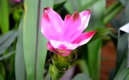curcuma
