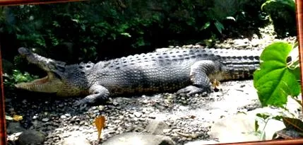 porosus